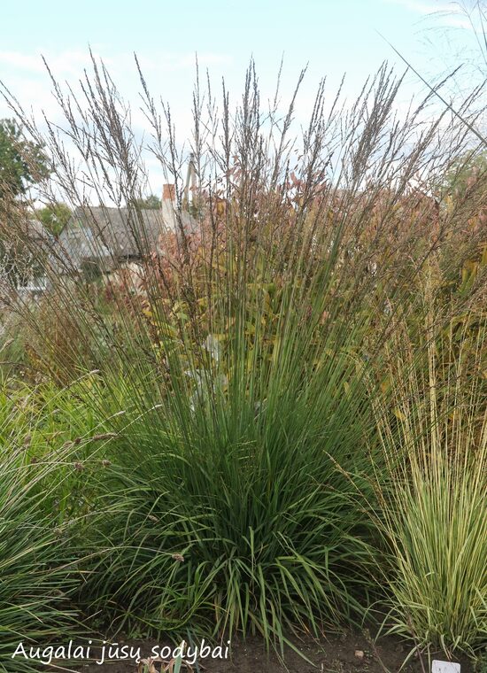 Melvenė melsvoji  (Molinia caerulea) 'Edith Dudszus'